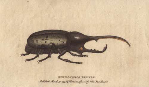 Rhinoceros Beetle Brought From The Island Ofà Poster Print By ® Florilegius / Mary Evans - Item # VARMEL10941046