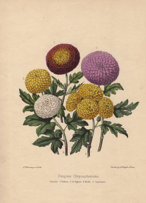 Pompone Chrysanthemums: Asmodie  Perfectaà Poster Print By ® Florilegius / Mary Evans - Item # VARMEL10936928