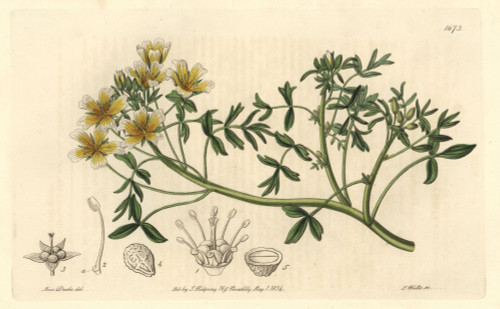 Douglas Limnanthes  Limnanthes Douglasii Poster Print By ® Florilegius / Mary Evans - Item # VARMEL10935204