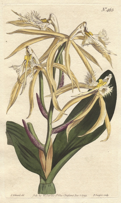 Fringed Epidendrum Orchid  Native Of The Americasà Poster Print By ® Florilegius / Mary Evans - Item # VARMEL10935090