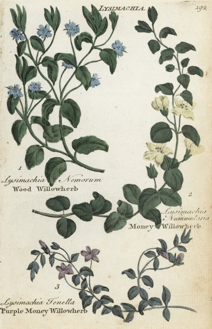 Wood Willowherb  Money Willowherb And Bog Pimpernel Poster Print By ® Florilegius / Mary Evans - Item # VARMEL10935935