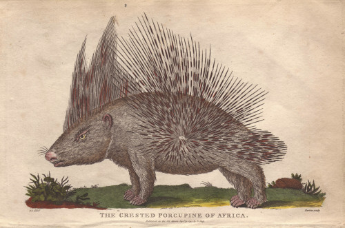 African Crested Porcupine  Atherurus Africanus Poster Print By ® Florilegius / Mary Evans - Item # VARMEL10941220