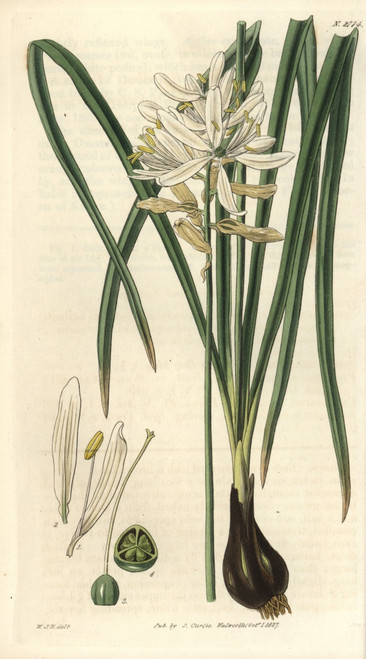 Scilla Esculenta  Esculent Squill Or Camassà Poster Print By ® Florilegius / Mary Evans - Item # VARMEL10934920