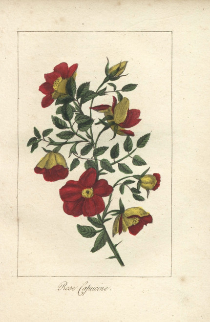 Austrian Copper Rose  Rosa Foetida Poster Print By ® Florilegius / Mary Evans - Item # VARMEL10938508