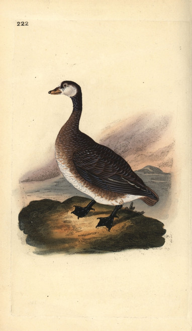 Canada Goose  Branta Canadensis Poster Print By ® Florilegius / Mary Evans - Item # VARMEL10936339