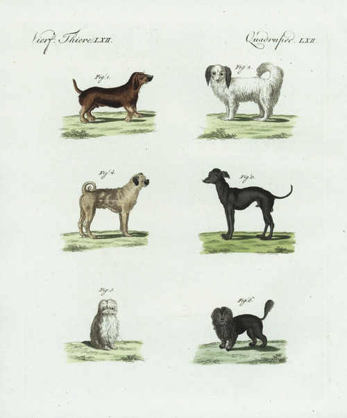 Breeds Of Dogs Poster Print By ® Florilegius / Mary Evans - Item # VARMEL10934776 Breeds Of Dogs Poster Print By ® Florilegius / Mary Evans - Item # VARMEL10934776