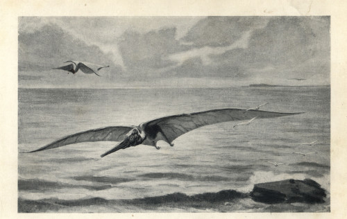 Pteranodon  Longiceps Poster Print By ® Florilegius / Mary Evans - Item # VARMEL10936609