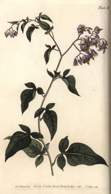 Woody Or Bittersweet Nightshade  Solanum Dulcamara Poster Print By ® Florilegius / Mary Evans - Item # VARMEL10936073