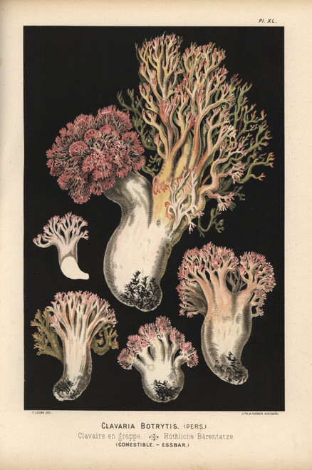 Cauliflower Coral Mushroom  Ramaria Botrytis  Edible Poster Print By ® Florilegius / Mary Evans - Item # VARMEL10939323