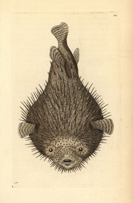 Spot-Fin Porcupinefish  Diodon Hystrix Poster Print By ® Florilegius / Mary Evans - Item # VARMEL10940275