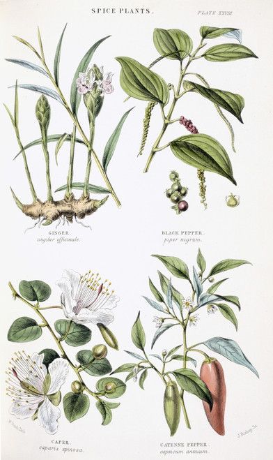 Plants Used As Food Poster Print By Mary Evans / Natural History Museum - Item # VARMEL10707469