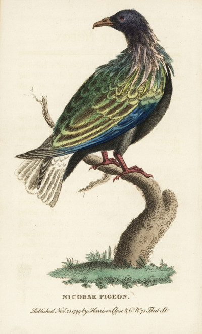 Nicobar Pigeon  Caloenas Nicobarica Near Threatened Poster Print By ® Florilegius / Mary Evans - Item # VARMEL10937786