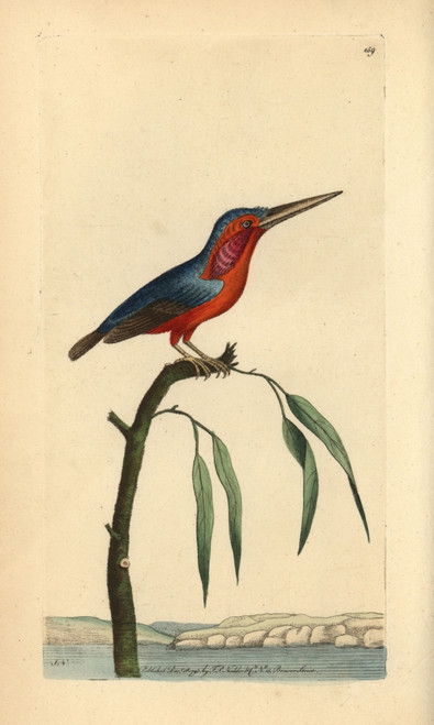 Little Kingfisher  Alcedo Pusilla Poster Print By ® Florilegius / Mary Evans - Item # VARMEL10940283