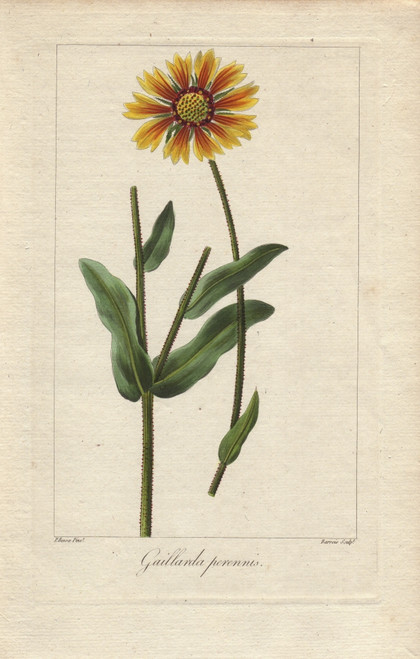 Blanket Flower  Gaillardia Aristata  Native To America Poster Print By ® Florilegius / Mary Evans - Item # VARMEL10934621