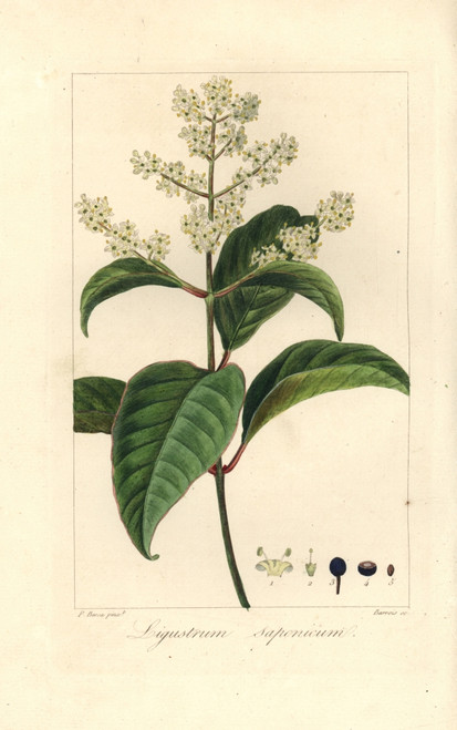 Japanese Privet  Ligustrum Japonicum Poster Print By ® Florilegius / Mary Evans - Item # VARMEL10934674