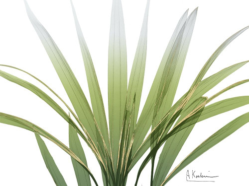 Golden Palm Poster Print by Albert Koetsier - Item # VARPDXAK8RC064A