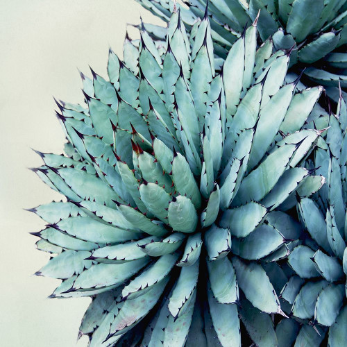 Green Crush Ix Poster Print by Elizabeth Urquhart