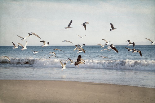 Soar Ii Poster Print by Elizabeth Urquhart - Item # VARPDXEURC010B
