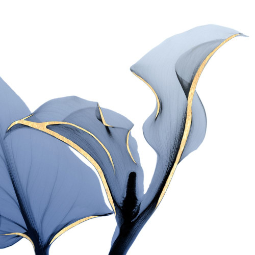 Moonlit Calla Lily Poster Print by Albert Koetsier # AK8SQ066A