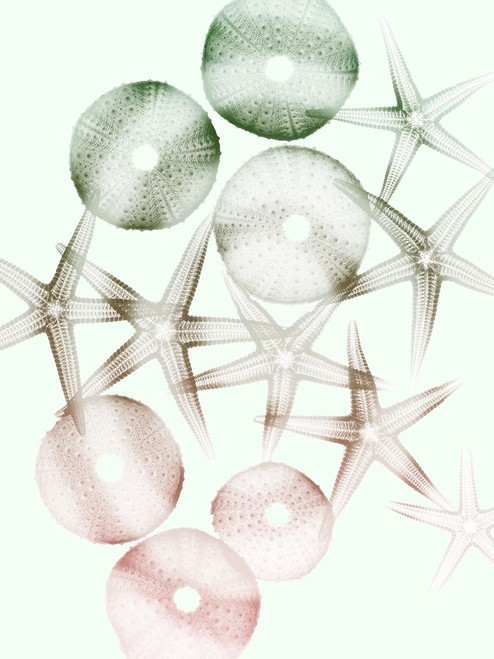 Sweet Starfish 1 Poster Print by Albert Koetsier - Item # VARPDXAK8RC080A