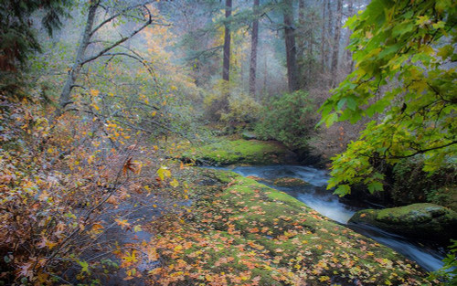 Snow In Fall Poster Print by Tim Oldford - Item # VARPDXO308D