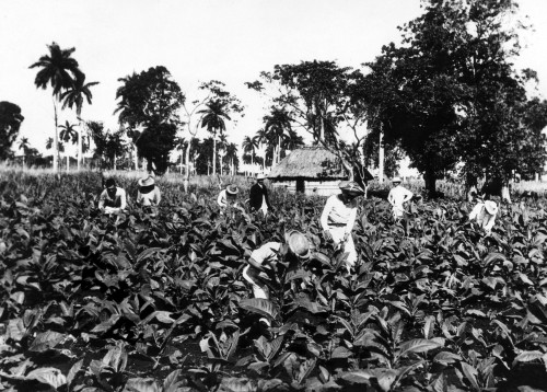 A Tobacco Field In Pinar Del Rio History - Item # VAREVCHBDCUBACS004