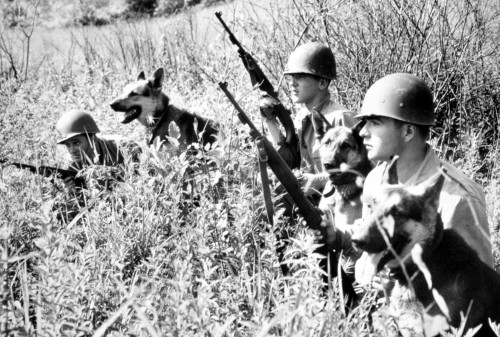 Korean War Soldiers With Dogs From 26Th Infantry Scout Dog Platoon History - Item # VAREVCSSDKOWACS004