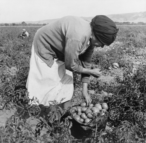 Middle-Aged Mexican-American Migrant Woman History - Item # VAREVCHISL016EC213