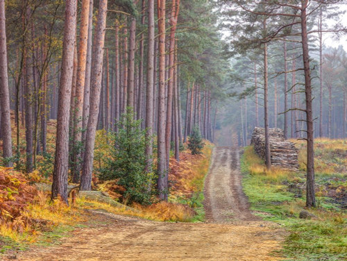 Road Through Autumn Forest Poster Print by Assaf Frank - Item # VARPDXAF20161101108X
