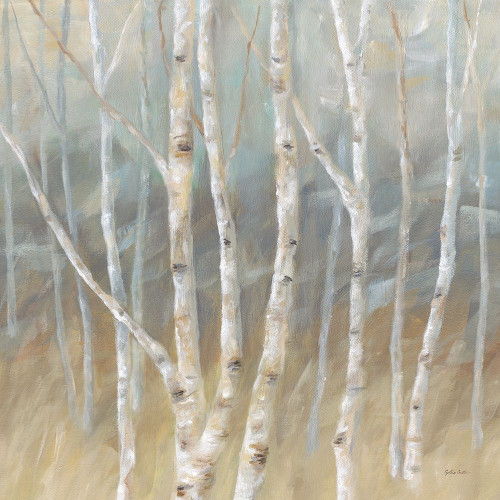 Silver Birch Square Poster Print by Cynthia Coulter - Item # VARPDXRB12250CC