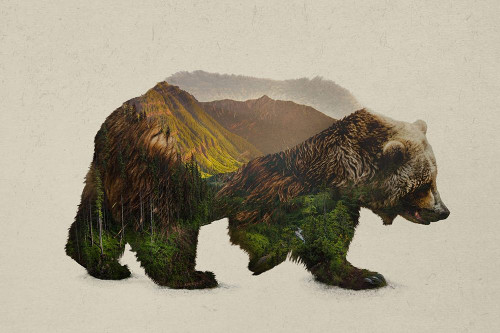 North American Brown Bear Poster Print by Davies Babies - Item # VARPDXD1073D