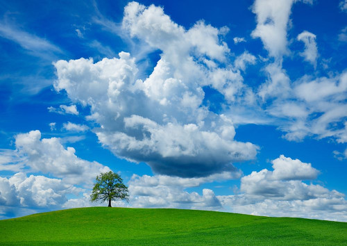 Oak And Clouds, Bavaria, Germany Poster Print by Krahmer Frank - Item # VARPDX3FK4210