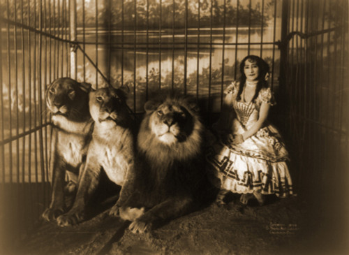 Woman Circus Performer Named Adjie Seated In A Cage With Three Lions. 1899. History - Item # VAREVCHISL007EC387