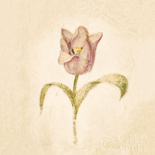 Blue Parrot Tulip On White Crop Poster Print by Cheri Blum - Item # VARPDX24589