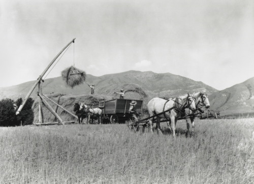 Three Men And Four Horses Loading Grain Onto A Pile In An Open Field In Washington State In 1925. The Wheat From Several Acres Is Collected In One Place History - Item # VAREVCHISL042EC971
