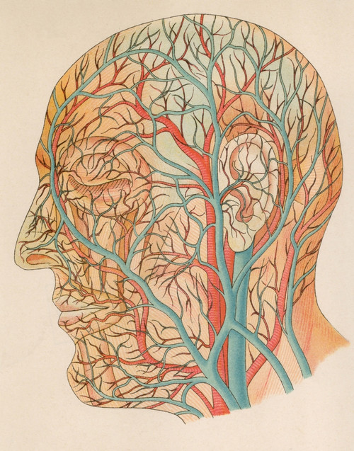 Blood Vessels Of The Head From A German Anatomy Text Of Ca. 1900. History - Item # VAREVCHISL015EC279