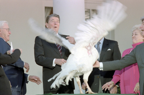 Ronald Reagan At White House Ceremony To Receive The 40Th Thanksgiving Turkey. Nov. 13 History - Item # VAREVCHISL040EC600