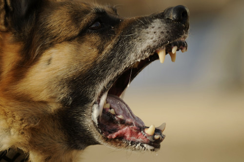 Riko A Us Army Working Dog Barks During A Training Demonstration In Mosul Iraq. Aug. 17 2009 History - Item # VAREVCHISL028EC292
