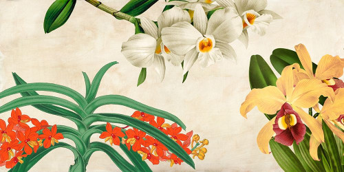 Panneau Botanique Iii Poster Print by Remy Dellal - Item # VARPDX2DE4162