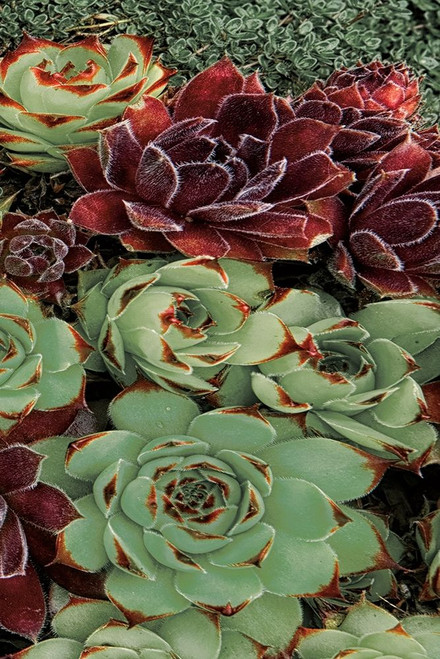 Succulent Collection Iii Poster Print by Dennis Frates - Item # VARPDX70152