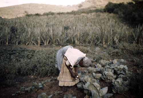 Puerto Rico. Tenant Farmer In Her Garden History - Item # VAREVCHCDLCGBEC987