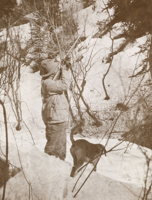 President Theodore Roosevelt Shooting One Of The Big Bears Out Of The Tree History - Item # VAREVCHISL044EC765