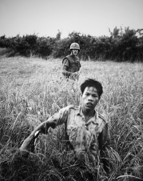 Us Marine With Viet Cong Pow. A Marine Guards A Viet Cong As He Moves Through Tall Grass Toward The Collection Point During A Security Operation History - Item # VAREVCHISL033EC352