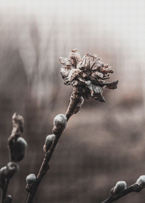 Spring Poster Print by Incado - Item # VARPDXIN99224