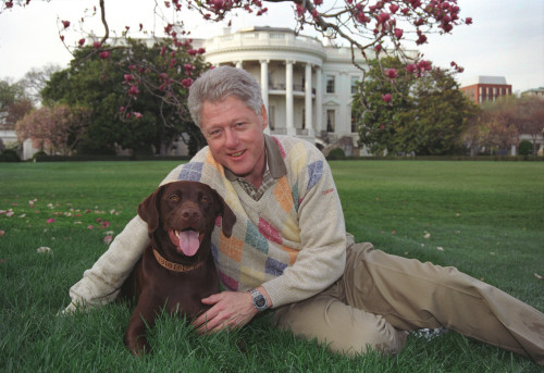 President Bill Clinton With His A Male Chocolate-Colored Labrador Retriever History - Item # VAREVCHISL039EC959