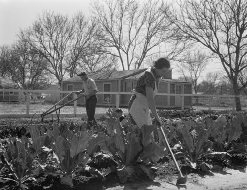 Couple Gardening Near Their New Deal Homestead History - Item # VAREVCHISL035EC949