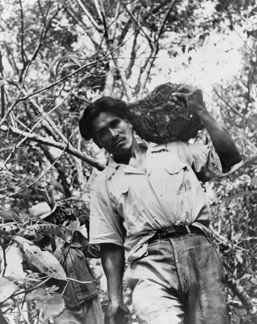 Mexican Laborer Carrying Wild Yams History - Item # VAREVCHISL019EC087