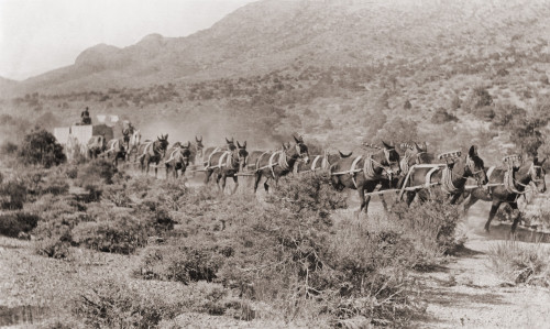 Hauling Ore By Wagons With A Fourteen Mule Team From Potosi Mine History - Item # VAREVCHISL021EC098