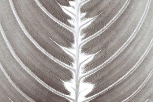 Natures Beauty Poster Print by Assaf Frank - Item # VARPDXPOD60502