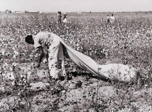 African American Day Laborer Picking Cotton On The Resettlement Administration'S Lake Dick Cooperative Association In Sept. 1938. Member Farmers Were White History - Item # VAREVCHISL010EC004